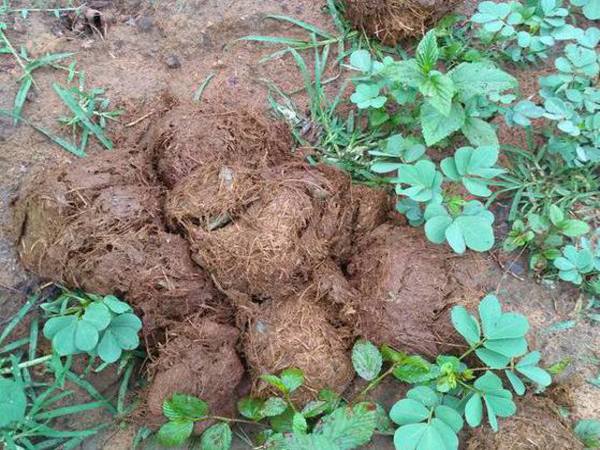 Elephant dung