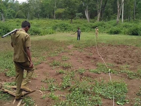 Elephant dung count a method to account elephants.