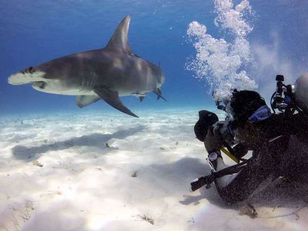 Lone Hammerhead Shark 