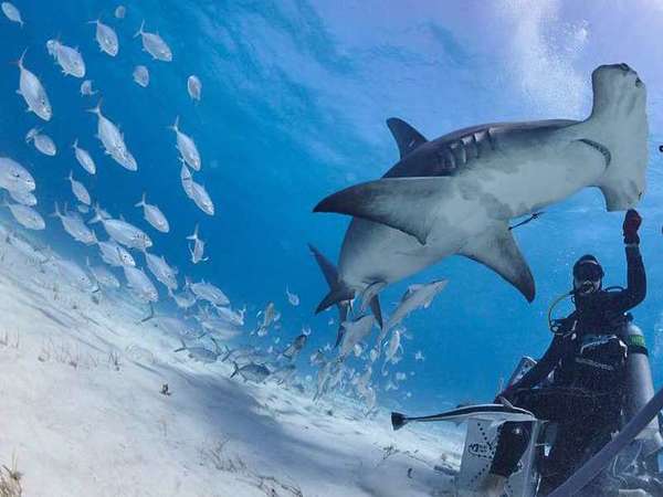 Sharks are 15 to 18 feet in length