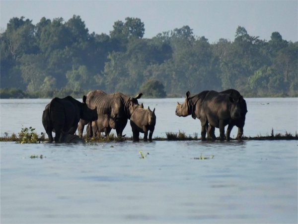 Rhinos stuck in flood