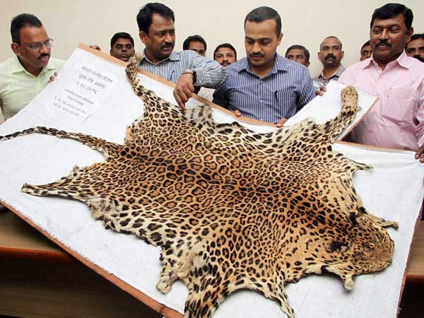 Poachers held for killing leopard, smuggling skin Poachers held for killing leopard, smuggling skin