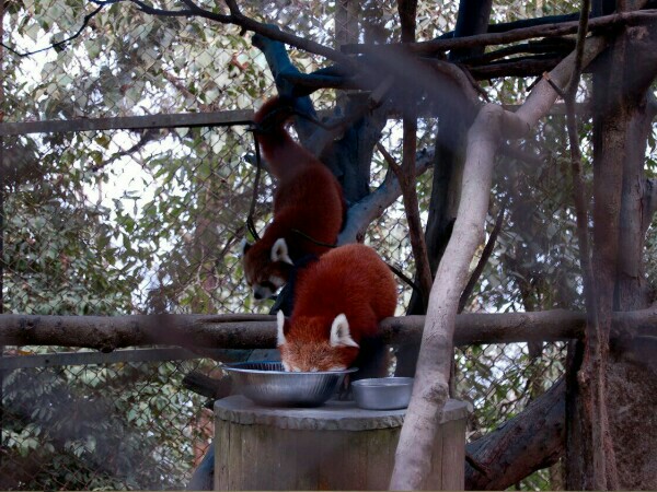 Two red pandas born in Darjeeling Zoo Two red pandas born in Darjeeling Zoo