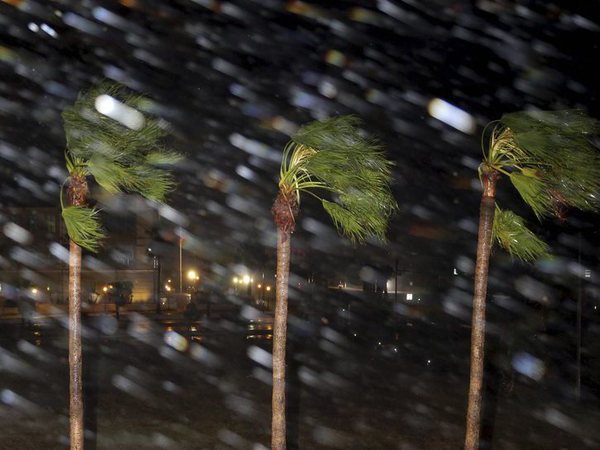 Rain is blown past palm trees