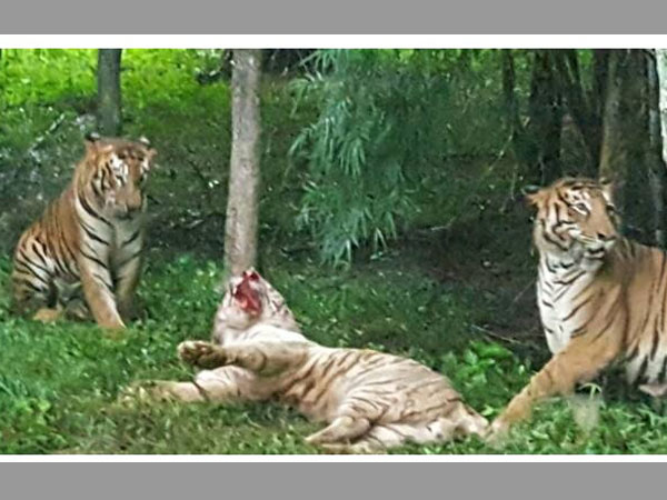 White Tiger dies after being attacked by Royal Bengal Tigers in Bannerghatta Bio Park White Tiger dies after being attacked by Royal Bengal Tigers in Bannerghatta Bio Park