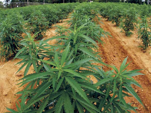 Cannabis leaves are used for recreational use