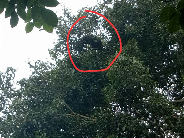 Leopard strays into Mysore Zoo, captured