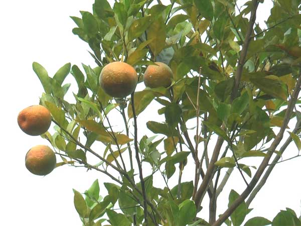 World famous Darjeeling oranges could face stiff competition from North Dinajpur oranges in the near future