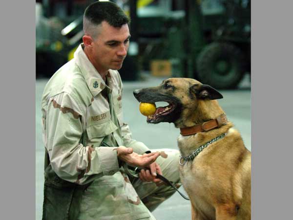 The dogs that snuffed out Osama Bin Laden now to fight fidayeens in India The dogs that snuffed out Osama Bin Laden now to fight fidayeens in India