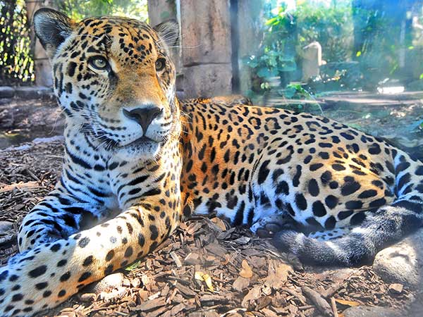 Jaguar in US zoo escapes cage and mauls 6 animals Jaguar in US zoo escapes cage and mauls 6 animals
