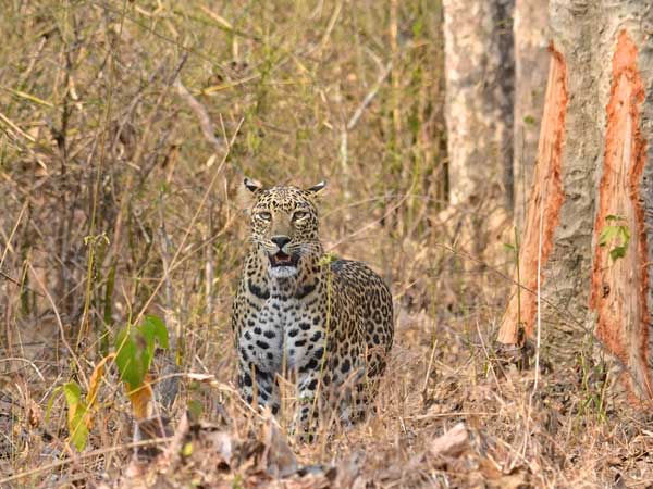 Leopards highly adaptable to living in human-use areas