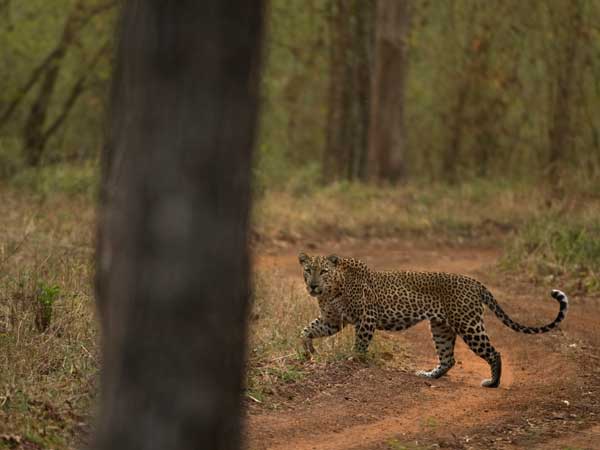 Cattle and goats are the major victims