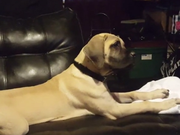 This dog loves to see his favourite film and apes the characters in it; Cuteness overloaded This dog loves to see his favourite film and apes the characters in it; Cuteness overloaded