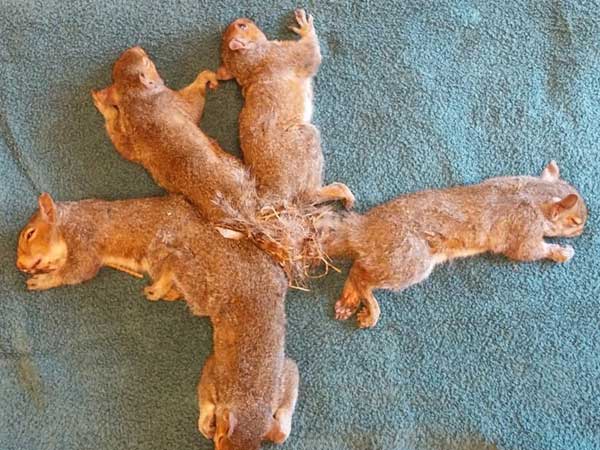 Five baby squirrels in USA find their tails getting badly entangled with the others’ Five baby squirrels in USA find their tails getting badly entangled with the others’
