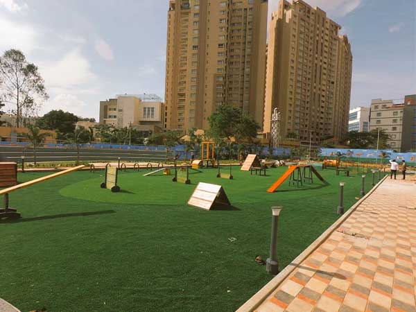 Training for dogs to stay fit