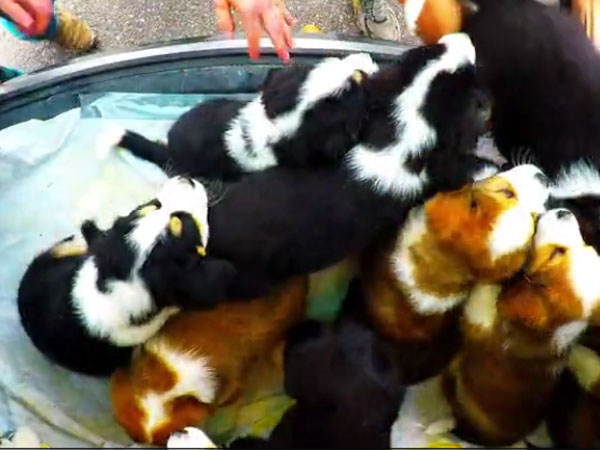 This cute squad is returning home from the doctor… OMG! They are so adorable This cute squad is returning home from the doctor… OMG! They are so adorable