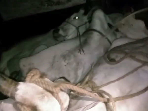 Four cows were rescued