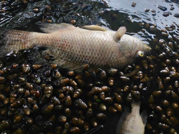  Madiwala Lake receives sewage and storm water: