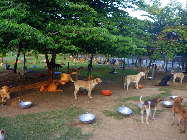 The Dog farm The Dog farm