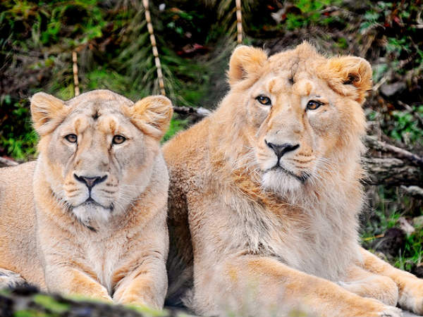 Rescued lions doing fine