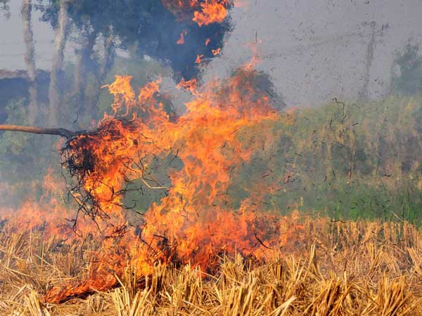 Stubble burning still continues Stubble burning still continues