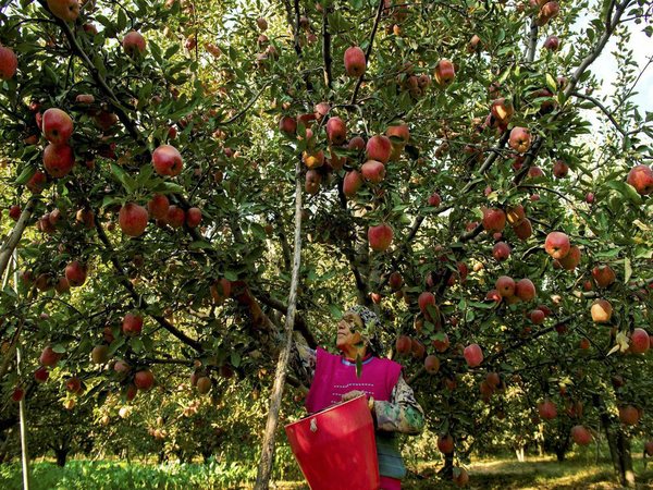 Colossal damage to apple crops