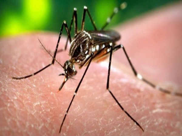 Zika spreads through mosquitos