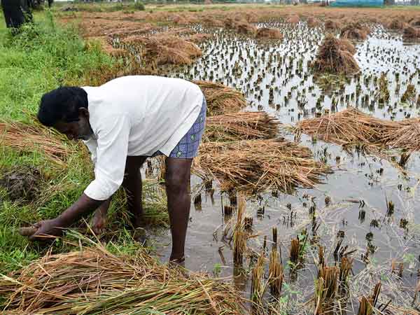 Farmer ies of heart attack: Farmer ies of heart attack: