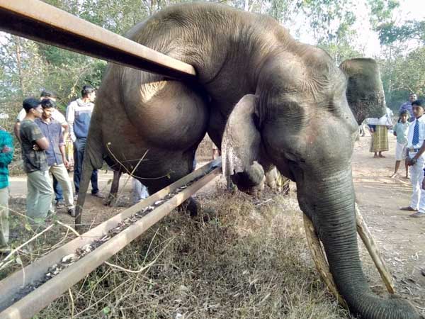 Gruesome death of Elephants