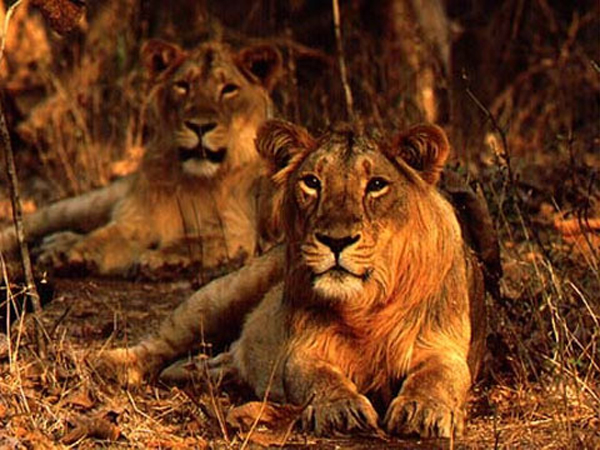 Gir lion deaths