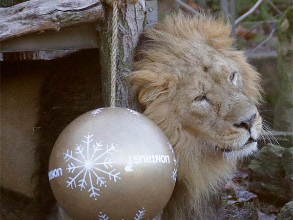 Decoded: Patterns of lion, tiger and leopard attacks on humans Decoded: Patterns of lion, tiger and leopard attacks on humans