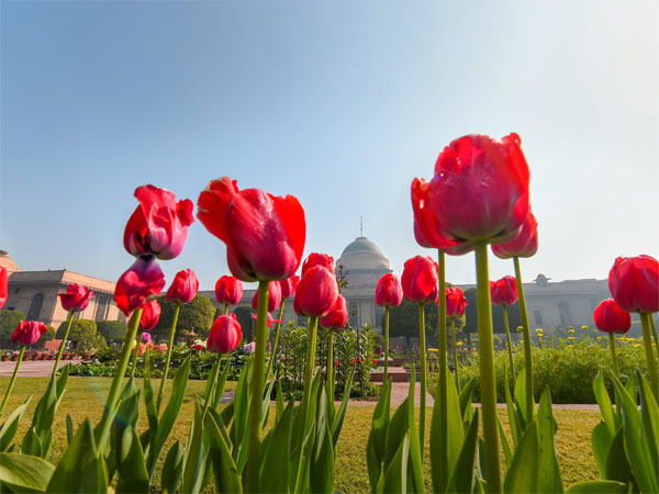 Tulips in full bloom