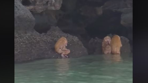 Video shows bizarre Ewok-like creatures near cave of Krabi coast Video shows bizarre Ewok-like creatures near cave of Krabi coast