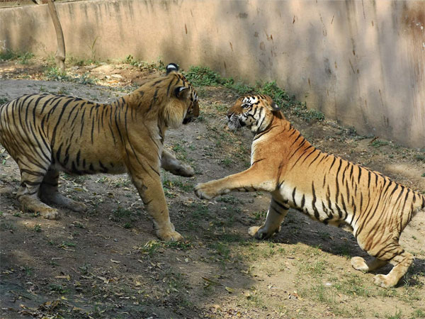 India loses 51 tigers in five months, Madhya Pradesh tops the list India loses 51 tigers in five months, Madhya Pradesh tops the list