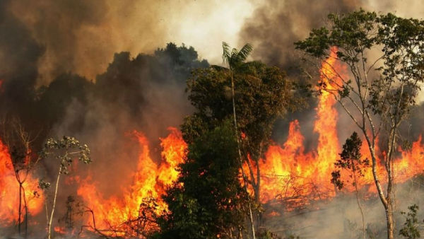 Social media outrage over Amazon forest fire