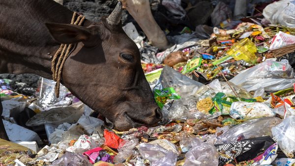 Not only humans, plastic poses threat to even animals
