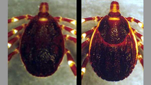 What is Crimean-Congo haemorrhagic fever?