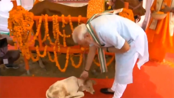 PM Modi plays with a calf at the launching ceremony of NADCP