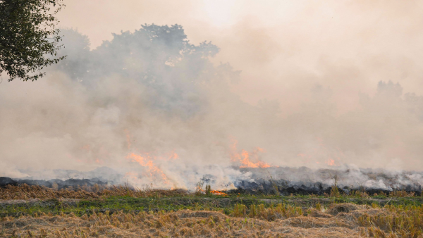 Spike in stubble burning