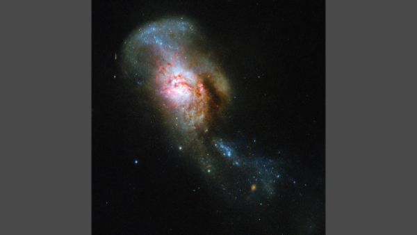 Medusa merger or NGC 4194