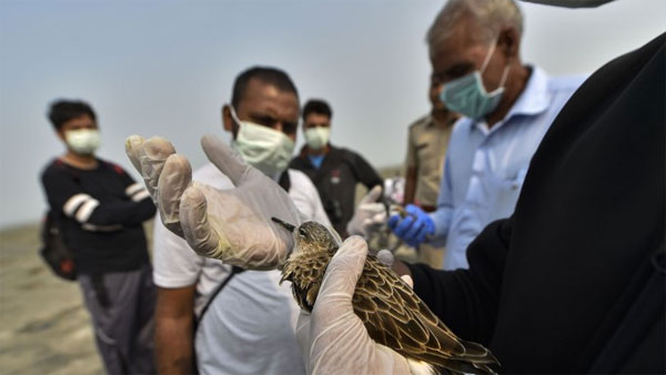 Veterinary doctor provides first-aid to a bird at the Sambhar Salt Lake