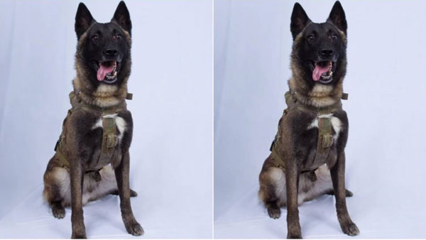 Veterans urge Trump to award Purple Heart to hero dog: