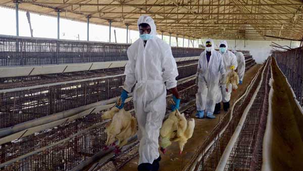 Bird flu in poultry farms: Odisha to cull chickens in and around agri tech university