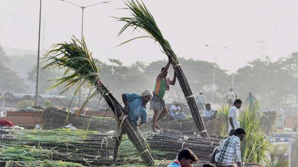 Farmers unload sugarcane from trucks: Farmers unload sugarcane from trucks: