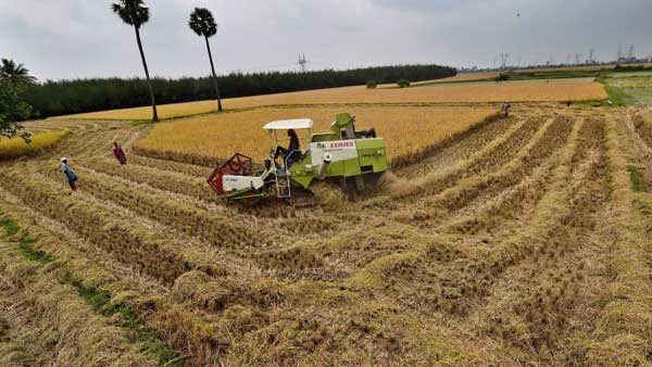 Farmers reaps new crops ahead of Pongal: Farmers reaps new crops ahead of Pongal: