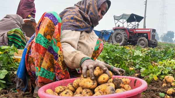 Potato disease: Late blight attack worries growers; state govt sends team to 3 districts Potato disease: Late blight attack worries growers; state govt sends team to 3 districts