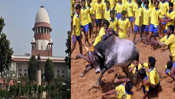 Wont stop Jallikattu: SC refuses to stay bull festival, asks petitioners to approach high court Wont stop Jallikattu: SC refuses to stay bull festival, asks petitioners to approach high court