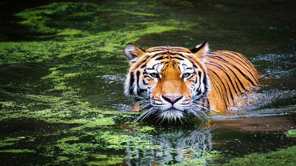 Come Explore Madhya Pradesh And Discover A Different World Come Explore Madhya Pradesh And Discover A Different World