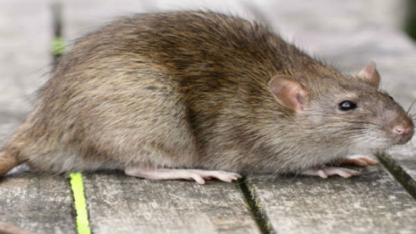 Jharkhand: Rats nibble three-day-old babys knee, limbs in Giridih hospital Jharkhand: Rats nibble three-day-old babys knee, limbs in Giridih hospital