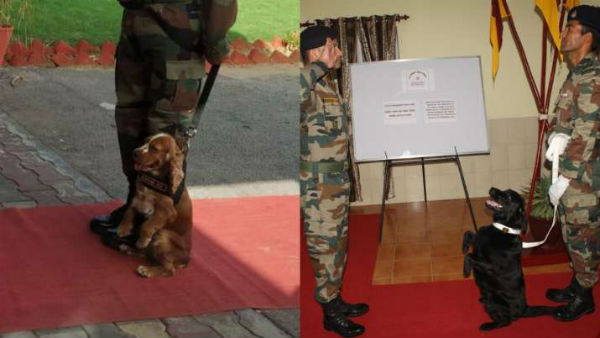 Meet Vida and Sophie, Army dogs: PM Modi hails Army dogs, says Indian breeds are very good Meet Vida and Sophie, Army dogs: PM Modi hails Army dogs, says Indian breeds are very good